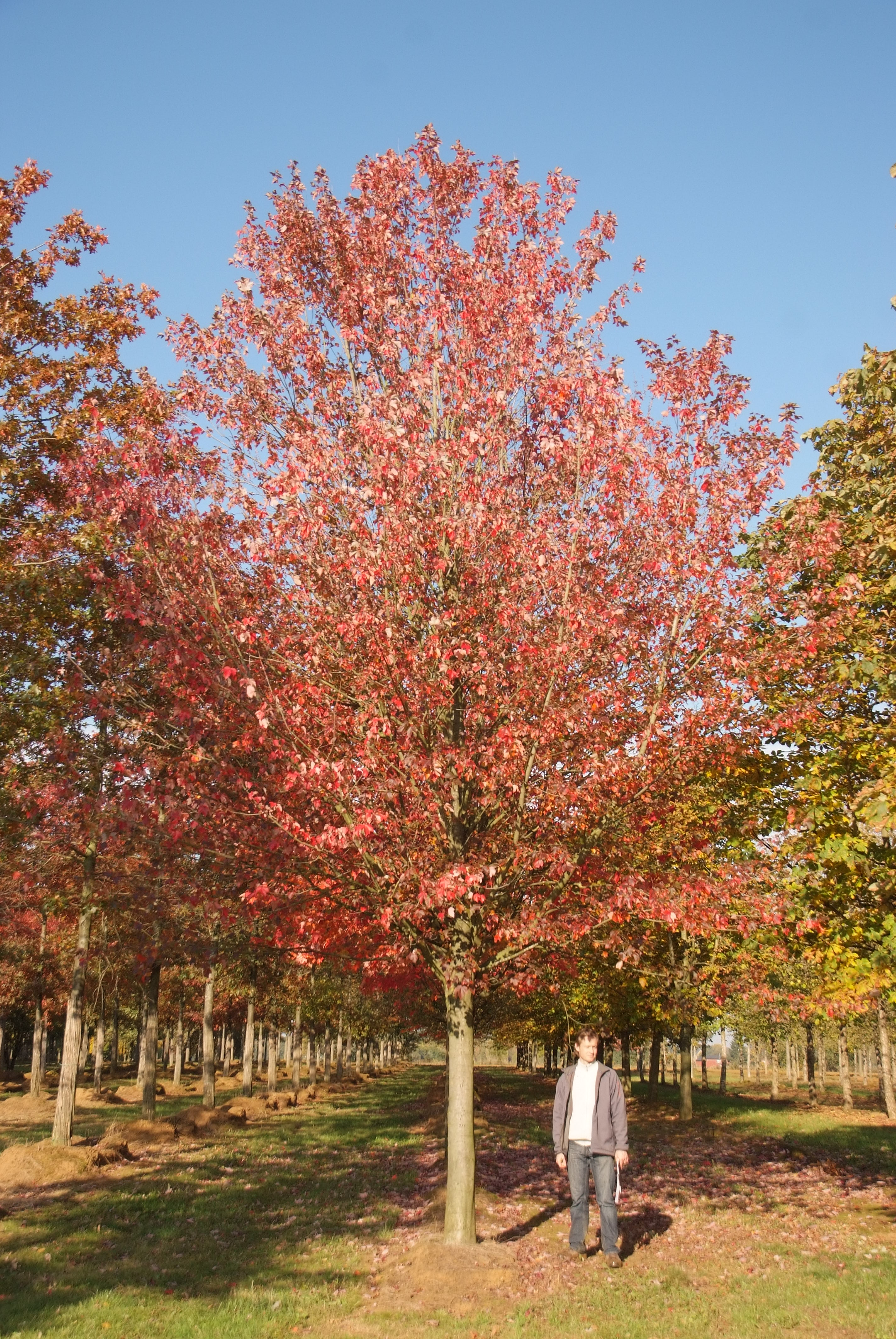 ცაცხვი - რუმბრუმ მორგანი 